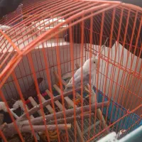 طوطی برزیلی دستی