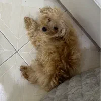 پودل های عروسکی قشنگ‌من|سگ|اسالم, |دیوار