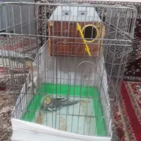 عروس هلندی قفس وتجهیزات فوری بعلت نیاز مالی|پرنده|تبریز, |دیوار