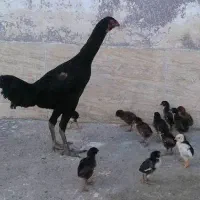 جوجه ۱۰روزه لاری