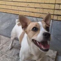 واگذاری جک راسل|سگ|اصفهان, بهارستان|دیوار