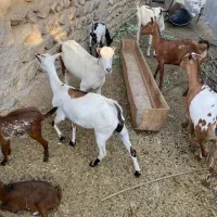 بز کهره با بز کهری|حیوانات مزرعه|بندرعباس, |دیوار