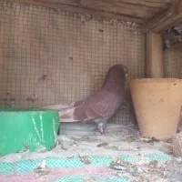 کفتر نر سرخ (قرمز)پرشی ساعت بالا