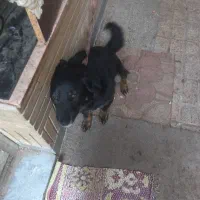 سگ پا کوتاه نژاد اشپیتز