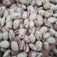 لوبیا چیتی درجه یک