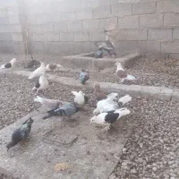 کفتر ارسنجون|پرنده|شیراز, ارم|دیوار