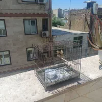سهره