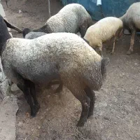 دوعددبره ماده یک ساله نژاداصل شال ک دوقلوبودن|حیوانات مزرعه|املش, |دیوار
