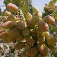 فروش زمین پسته ۷۰۰ متری