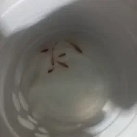 ماهی|ماهی|تهران, شهرک فرهنگیان|دیوار