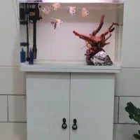 ماهی دیسکس وبا آنجل