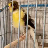 قناری ماده دورگ فر ارجینال با مکمل‌ خارجی رایگان