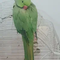 طوطی ملنگو|پرنده|کلاچای, |دیوار