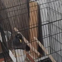 مرغ مینا|پرنده|تهران, یاخجی آباد|دیوار