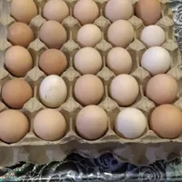 تخم مرغ محلی و نطفه دار|حیوانات مزرعه|بیرجند, |دیوار