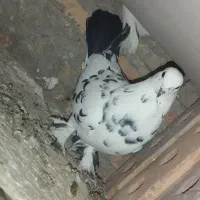 کبوتر|پرنده|تبریز, |دیوار