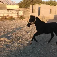 کره اسب زیبا