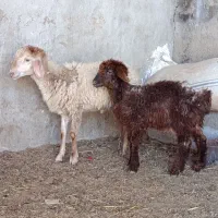 دوعدد نر بره قربانی دوتاباهم یکجافقط فقط 19500