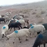 ۳۰راس میش آبستن نژاد دار