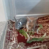 خرگوش نیمه لپ