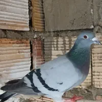 کبوتر پلاکی