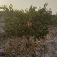 نهال ونهالستان تخصصی بزرگ حاجی گوارشکی|خدمات باغبانی و درختکاری|مشهد, توس فردوسی|دیوار