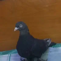 نر قهوه ای برچباز