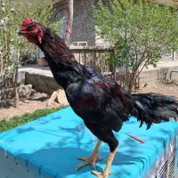 خروس لاری اصل