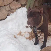 حیوان|سگ|فاروج, |دیوار