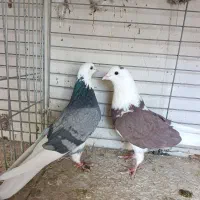 کبوتر پرشی ناب