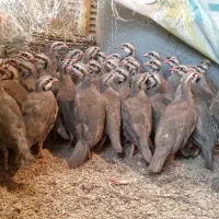 پرنده زینتی 3 ماهه|پرنده|رشت, صفاری|دیوار