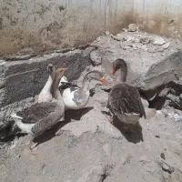 غاز|حیوانات مزرعه|نیر (اردبیل), |دیوار