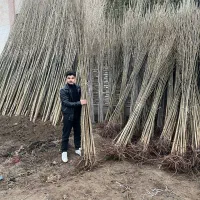 نهال های صنوبر و میوه با بهترین کیفیت