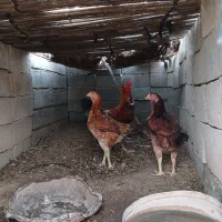 مرغ خروس