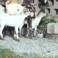 سه عدد بز کهره دار