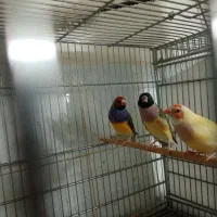 فنچ گلدین، فنچ زبرا، بنگالی