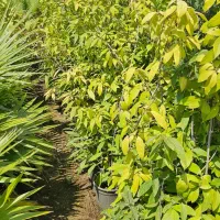 گل یخ|گل و گیاه طبیعی|نوشهر, |دیوار