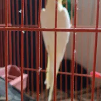 یک جفت عروس هلندی|پرنده|مهریز, |دیوار