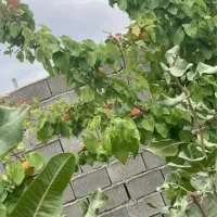 باغ ویلا معین آباد|فروش خانه و ویلا|مشهد, کلاکوب|دیوار