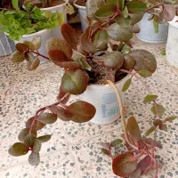 گل و گیاه|گل و گیاه طبیعی|ابهر, |دیوار