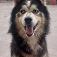 هاسکی مالاموتی