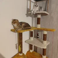 بچه گربه اسکاتیش