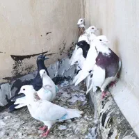 طوقی پلاکی سینه ای کله خال دار