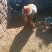 یک راس کوه تخمی|حیوانات مزرعه|اندیکا, |دیوار