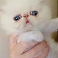 بچه گربه پرشین کوچولو