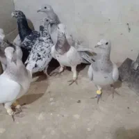 کبوتر هفرنگ|پرنده|دشتابی, |دیوار