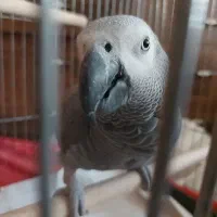 کاسکو سخن گو کاملا رام و سالم