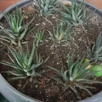 گیاه ساکولنت گوخری