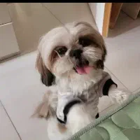 شیتزو سوپر فلت نر