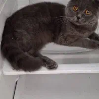 گربه ماده اسکاتیش